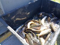 Zarybňování Litavky (5)